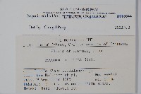 葡萄秋海棠藏品圖，第2張