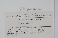 小花八角楓藏品圖，第2張