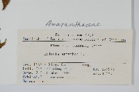 青葙藏品圖，第2張