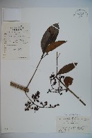 短序莢迷藏品圖，第1張