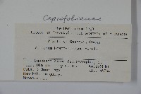 短序莢迷藏品圖，第2張