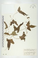 茅瓜藏品圖，第1張