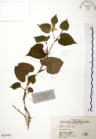 臭腥草、蕺菜藏品圖，第1張