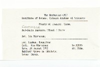 青莢葉藏品圖，第2張