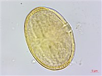 直刺變豆菜藏品圖，第1張