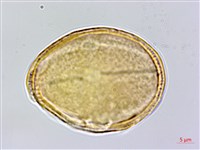 直刺變豆菜藏品圖，第2張