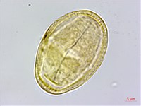 直刺變豆菜藏品圖，第3張