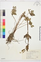 毛茛藏品圖，第1張