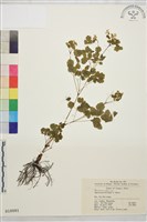 華東唐松草藏品圖，第1張