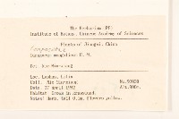 蒲公英藏品圖，第2張