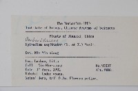 光葉淫羊藿藏品圖，第2張