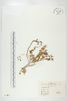 碎米薺藏品圖，第1張