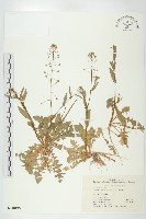 薺藏品圖，第1張