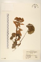 蜂斗菜、蛇頭菜藏品圖，第1張