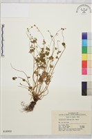 天葵藏品圖，第1張