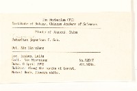 蜂斗菜、蛇頭菜藏品圖，第2張