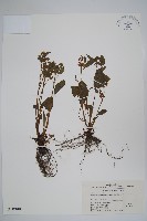 浙贛車前紫草藏品圖，第1張