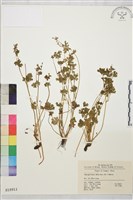 天葵藏品圖，第1張