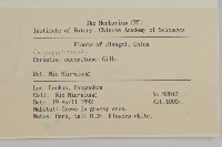 簇生卷耳藏品圖，第2張