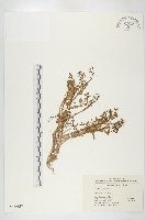 碎米薺藏品圖，第1張