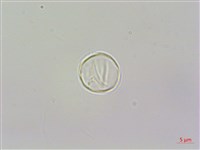 花點草藏品圖，第2張