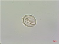 花點草藏品圖，第3張