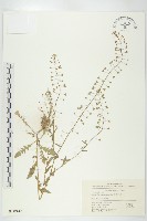 薺藏品圖，第1張