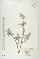 木半夏藏品圖，第1張