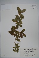 廬山忍冬藏品圖，第1張