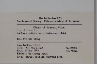 廬山忍冬藏品圖，第2張