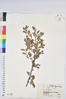 青灰葉下珠藏品圖，第1張