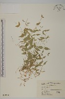 中國繁縷藏品圖，第1張