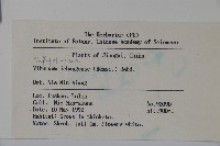 宜昌莢迷藏品圖，第2張