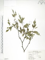 小構樹藏品圖，第1張