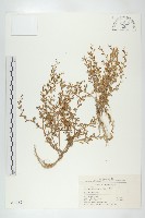 廣東葶藶藏品圖，第1張