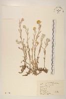 鼠麴草藏品圖，第1張
