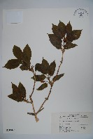 倒卵葉忍冬藏品圖，第1張