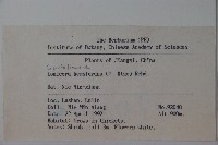 倒卵葉忍冬藏品圖，第2張