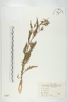 葶藶藏品圖，第1張