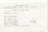 水花菜藏品圖，第2張