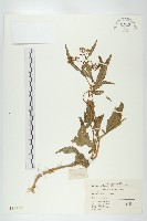 葶藶藏品圖，第1張