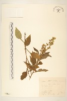 一枝黃花藏品圖，第1張