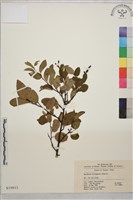 牯嶺勾兒菜, 臺灣黃鱔藤藏品圖，第1張