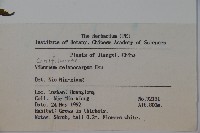 黑果莢迷藏品圖，第2張