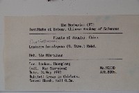 倒卵葉忍冬藏品圖，第2張