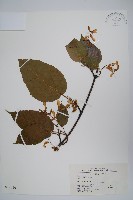 青榨槭藏品圖，第1張