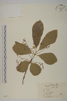 厚葉衛矛, 源一木藏品圖，第1張