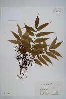 野漆、木臘樹藏品圖，第1張