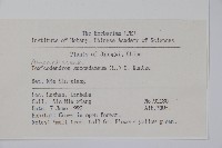 野漆、木臘樹藏品圖，第2張