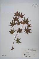 雞爪槭藏品圖，第1張